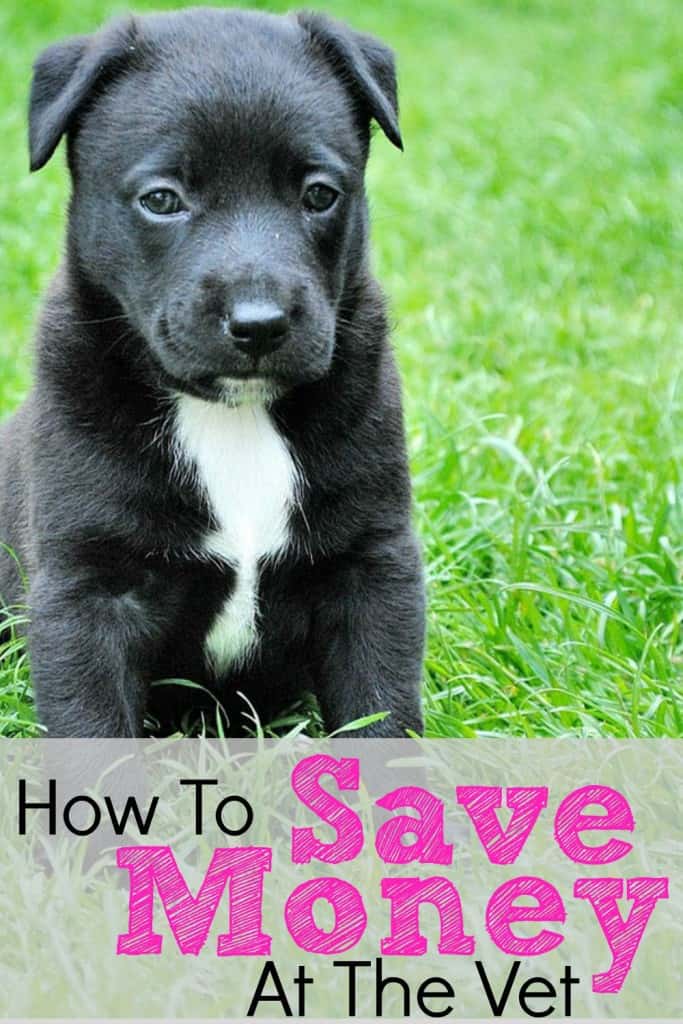 How To Save Money At The Vet