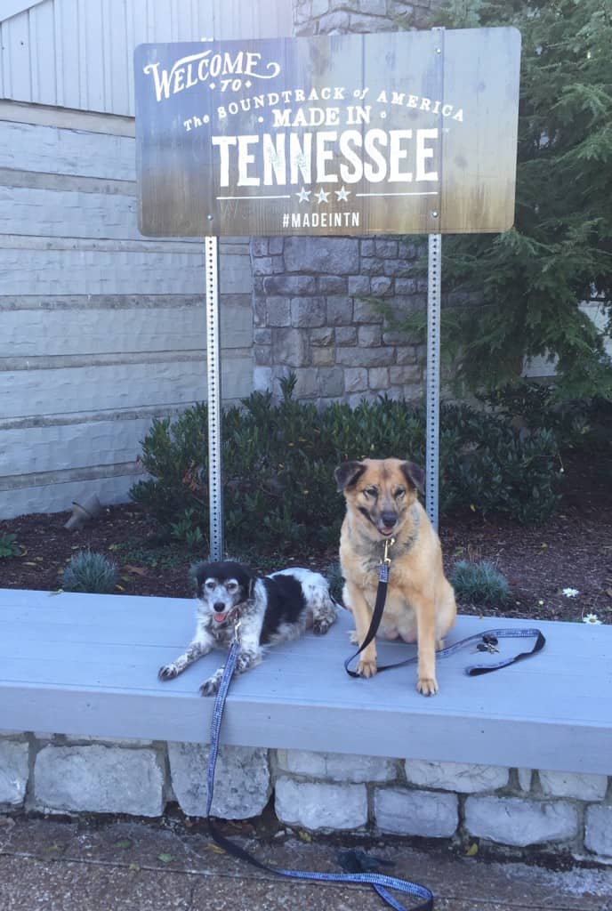 Dogs in Tennessee